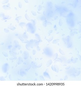 Light blue flower petals falling down. Lovely romantic flowers falling rain. Flying petal on blue sky square background. Love, romance concept. Beautiful wedding invitation.