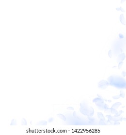 Light blue flower petals falling down. Superb romantic flowers corner. Flying petal on white square background. Love, romance concept. Admirable wedding invitation.