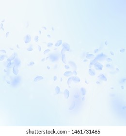 Light blue flower petals falling down. Fine romantic flowers falling rain. Flying petal on blue sky square background. Love, romance concept. Awesome wedding invitation.