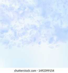 Light blue flower petals falling down. Incredible romantic flowers gradient. Flying petal on blue sky square background. Love, romance concept. Charming wedding invitation.