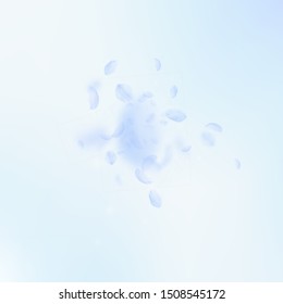 Light blue flower petals falling down. Valuable romantic flowers explosion. Flying petal on blue sky square background. Love, romance concept. Artistic wedding invitation.