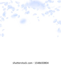 Light blue flower petals falling down. Stylish romantic flowers falling rain. Flying petal on white square background. Love, romance concept. Authentic wedding invitation.