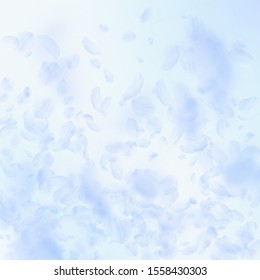 Light blue flower petals falling down. Fetching romantic flowers gradient. Flying petal on blue sky square background. Love, romance concept. Comely wedding invitation.