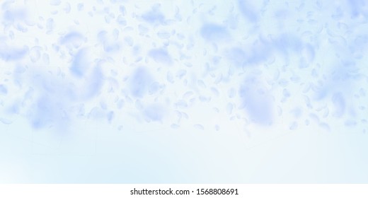 Light blue flower petals falling down. Actual romantic flowers gradient. Flying petal on blue sky wide background. Love, romance concept. Dramatic wedding invitation.