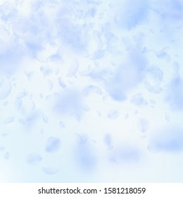Light blue flower petals falling down. Beautiful romantic flowers gradient. Flying petal on blue sky square background. Love, romance concept. Classic wedding invitation.