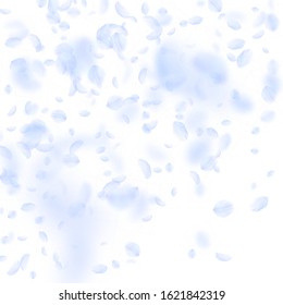 Light blue flower petals falling down. Admirable romantic flowers gradient. Flying petal on white square background. Love, romance concept. Comely wedding invitation.