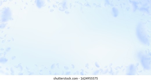 Light blue flower petals falling down. Wondrous romantic flowers frame. Flying petal on blue sky wide background. Love, romance concept. Delightful wedding invitation.