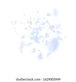 Light blue flower petals falling down. Fantastic romantic flowers explosion. Flying petal on white square background. Love, romance concept. Artistic wedding invitation.
