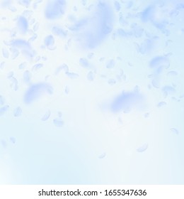 Light blue flower petals falling down. Wonderful romantic flowers falling rain. Flying petal on blue sky square background. Love, romance concept. Attractive wedding invitation.