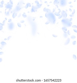 Pétalos de flores azules claros cayendo. Flores románticas vivas cayendo lluvia. Petal volando sobre fondo cuadrado blanco. Amor, concepto romántico. Hermosa invitación a la boda.