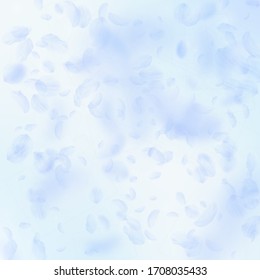 Light blue flower petals falling down. Charming romantic flowers falling rain. Flying petal on blue sky square background. Love, romance concept. Bewitching wedding invitation.