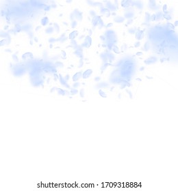Light blue flower petals falling down. Surprising romantic flowers semicircle. Flying petal on white square background. Love, romance concept. Cool wedding invitation.