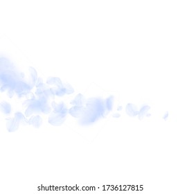 Light blue flower petals falling down. Terrific romantic flowers comet. Flying petal on white square background. Love, romance concept. Actual wedding invitation.