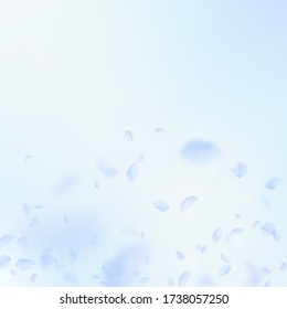 Light blue flower petals falling down. Extra romantic flowers gradient. Flying petal on blue sky square background. Love, romance concept. Brilliant wedding invitation.