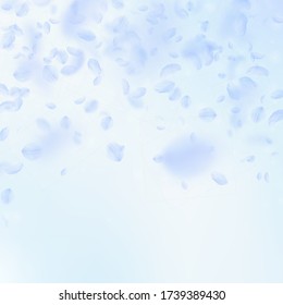 Light blue flower petals falling down. Dramatic romantic flowers falling rain. Flying petal on blue sky square background. Love, romance concept. Authentic wedding invitation.