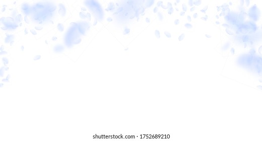 Light blue flower petals falling down. Wondrous romantic flowers falling rain. Flying petal on white wide background. Love, romance concept. Delicate wedding invitation.