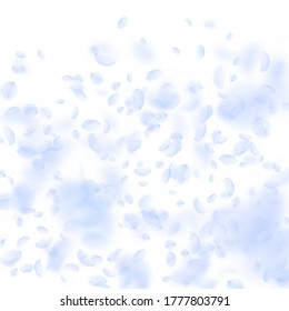 Hellblaue Blütenblätter fallen herunter. Radiante romantische Blumen Farbverlauf. Fliegendes Blütenblatt auf weißem, quadratischem Hintergrund. Liebe, Liebeskonzept. Atemberaubende Hochzeitseinladung.