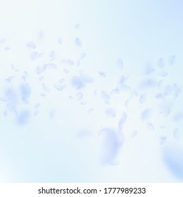 Light blue flower petals falling down. Breathtaking romantic flowers falling rain. Flying petal on blue sky square background. Love, romance concept. Awesome wedding invitation.