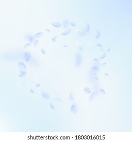 Light blue flower petals falling down. Surprising romantic flowers frame. Flying petal on blue sky square background. Love, romance concept. Bewitching wedding invitation.