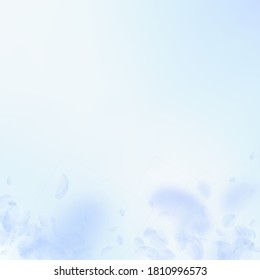 Light blue flower petals falling down. Outstanding romantic flowers gradient. Flying petal on blue sky square background. Love, romance concept. Classic wedding invitation.