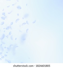 Light blue flower petals falling down. Unequaled romantic flowers gradient. Flying petal on blue sky square background. Love, romance concept. Brilliant wedding invitation.