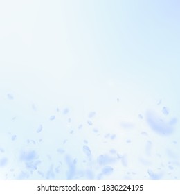 Pétalos de flores azules claros cayendo. Un degradado de flores románticas ideal. Pétalo volando sobre fondo azul de la plaza del cielo. Amor, concepto romántico. Brillante invitación a la boda.