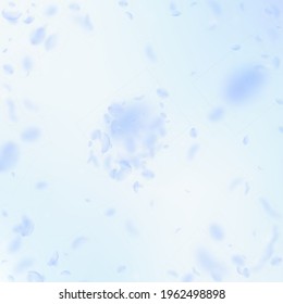 Light blue flower petals falling down. Unique romantic flowers explosion. Flying petal on blue sky square background. Love, romance concept. Appealing wedding invitation.