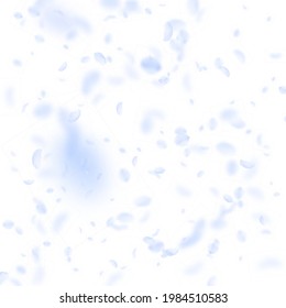 Hellblaue Blütenblätter fallen herunter. Überraschende romantische Blumen fallen Regen. Fliegendes Blütenblatt auf weißem, quadratischem Hintergrund. Liebe, Liebeskonzept. Schöne Hochzeitseinladung.