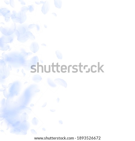 Light blue flower petals falling down. Ravishing romantic flowers gradient. Flying petal on white square background. Love, romance concept. Brilliant wedding invitation.