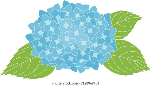 A light blue hydrangea :a deciduous shrub whose country of origin is Japan, China, Taiwan and North America.