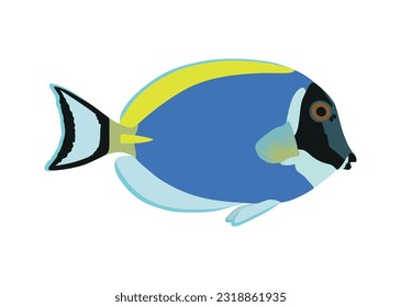 Pescado cirujano azul claro aislado en fondo blanco