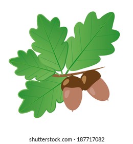 Light brown acorns with dark brown hats on a branch with bright green oak leaves on a white background. Isolated Objects
