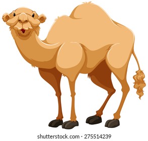 Light brown camel on white background