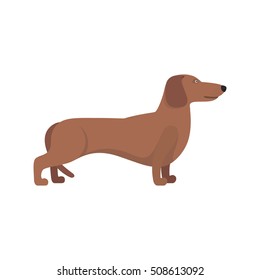 Light Brown Dachshund breed standing on white background