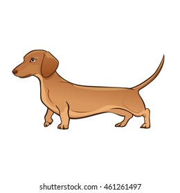 Light Brown Dachshund Dog. Dog vector illustration. Dachshund on a white background