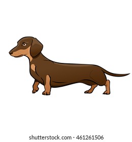 Light Brown Dachshund Dog. Dog vector illustration. Dachshund on a white background