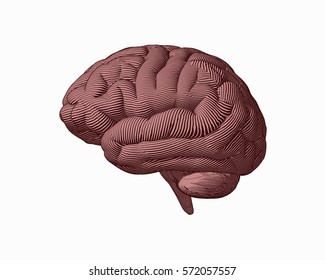 Light brown engraving brain in lateral view illustration isolated on white background