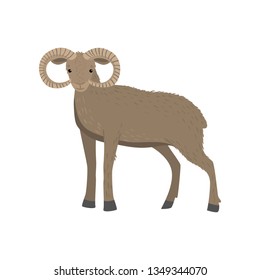 Light brown horned ram or mountain sheep standing at white background looking at viewer