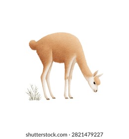 Vicuña with light brown and white fur