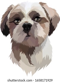 Light Brown/Beige Shihtzu Lhasa Abso Dog Vector Illustration