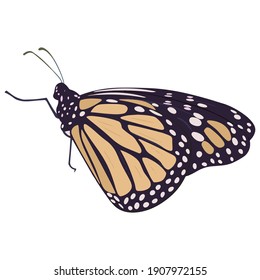 Light butterfly in profile, close-up. Vector brown butterfly. Isolated object.