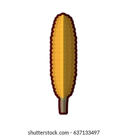 light colors of corncob in close up with thick contour vector illustration