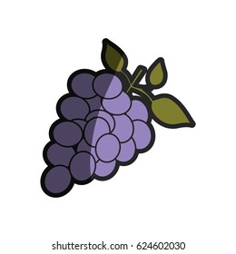 light coloured silhouette of bunch of grapes with half shadow vector illustration