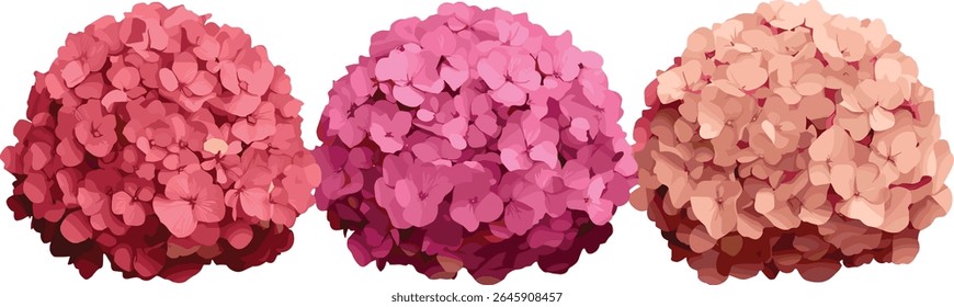 Light crimson hydrangea macrophylla isolated, flowering shrub, garden plant, botanical flora, summer flower, natural greenery, vector illustration.