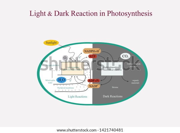 difference between light and dark reaction of photosynthesis pdf