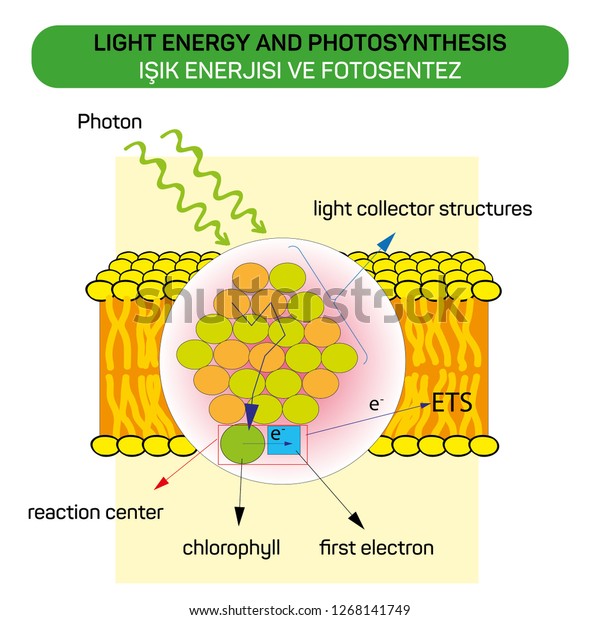 how is light energy used during photosynthesis