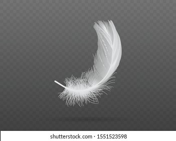 light falling white bird feather  vector