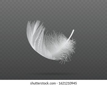 light falling white bird feather  vector