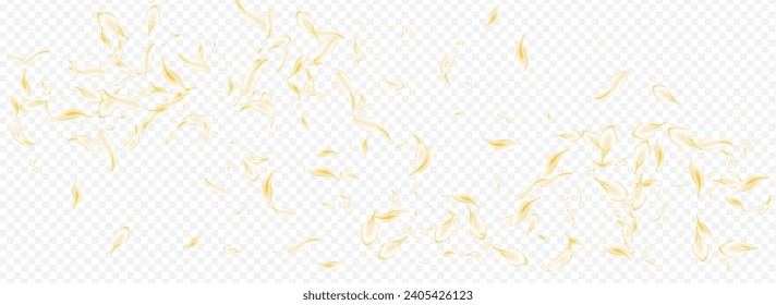 Light Flower Tender Vector Panoramic Transparent Background. Gold Blur Floral Banner. Beige Peach Beauty Frame. White Rose Fly Illustration. Spring Lotus Backdrop.