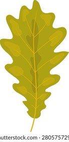 Light green autumn oak leaf with veins single botanical element on white